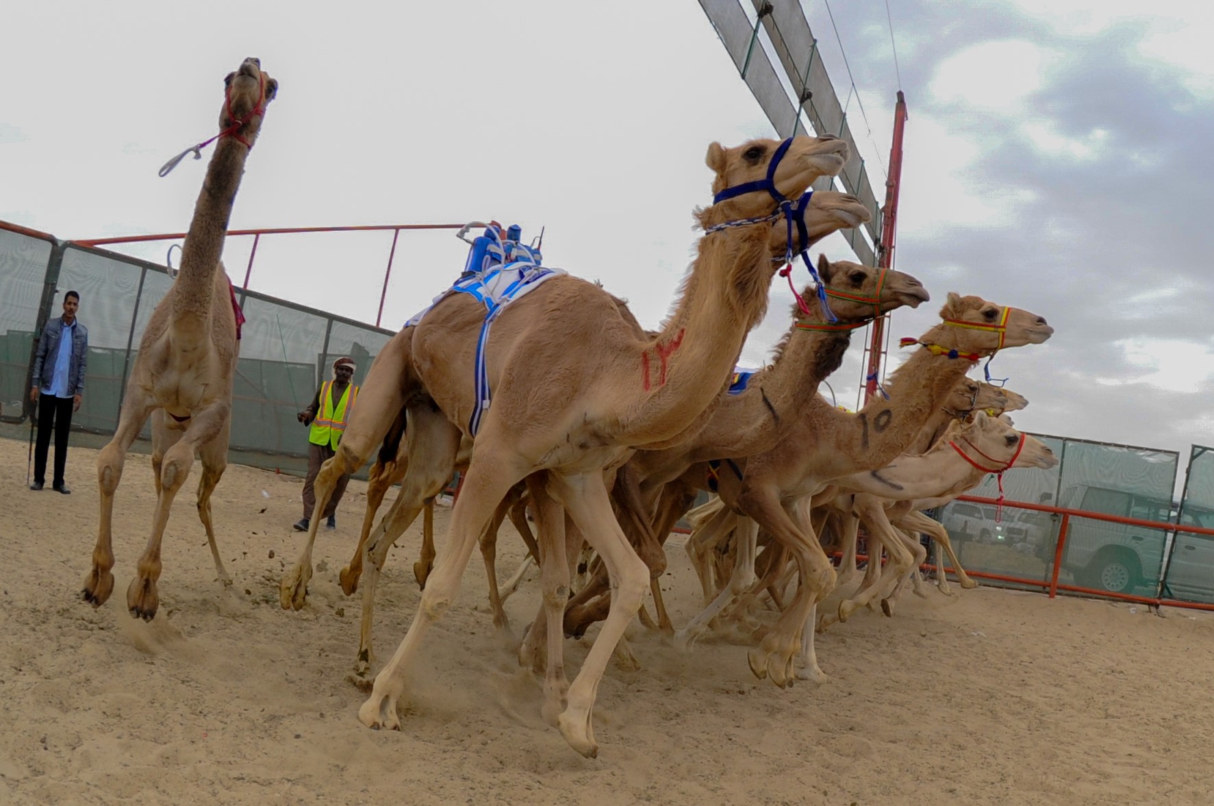 駱駝在今日許多波灣國家，已轉為休閒競賽用途。（東方IC）