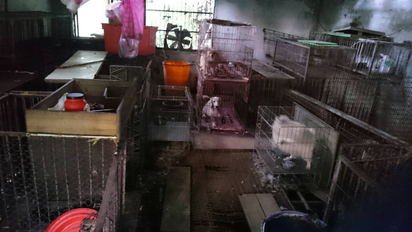 中和山區驚見私人狗場。（翻攝畫面）