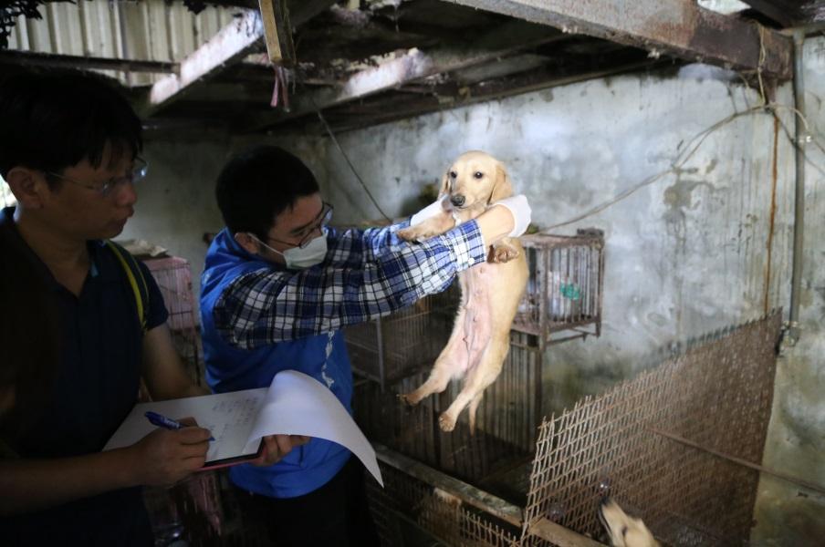 現場共有21隻品種犬，皆為臘腸或是白博美。（翻攝畫面）