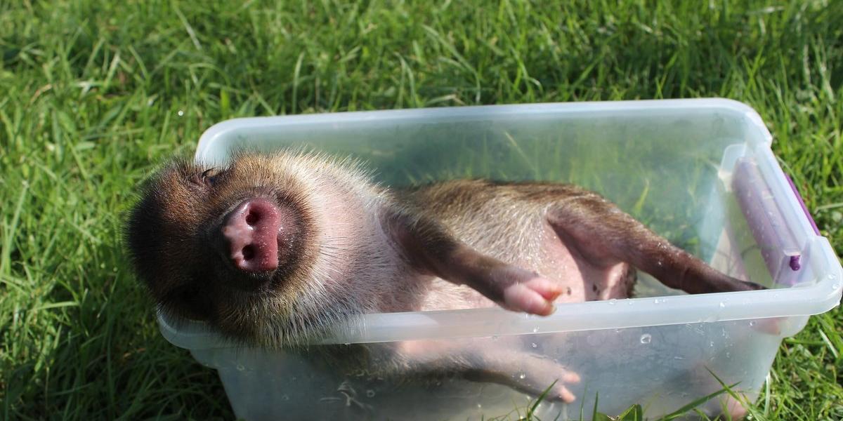 這不是科幻！機器人成功幫豬修復受損的食道