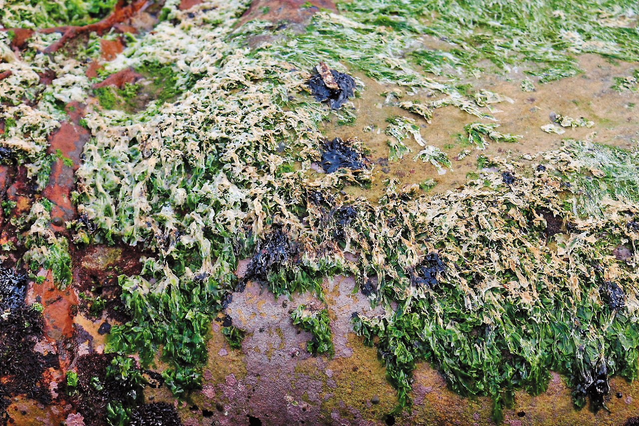 油汙事件導致原先美麗的礁石被重油染黑，9成以上的潮間帶生物死絕。（讀者提供）