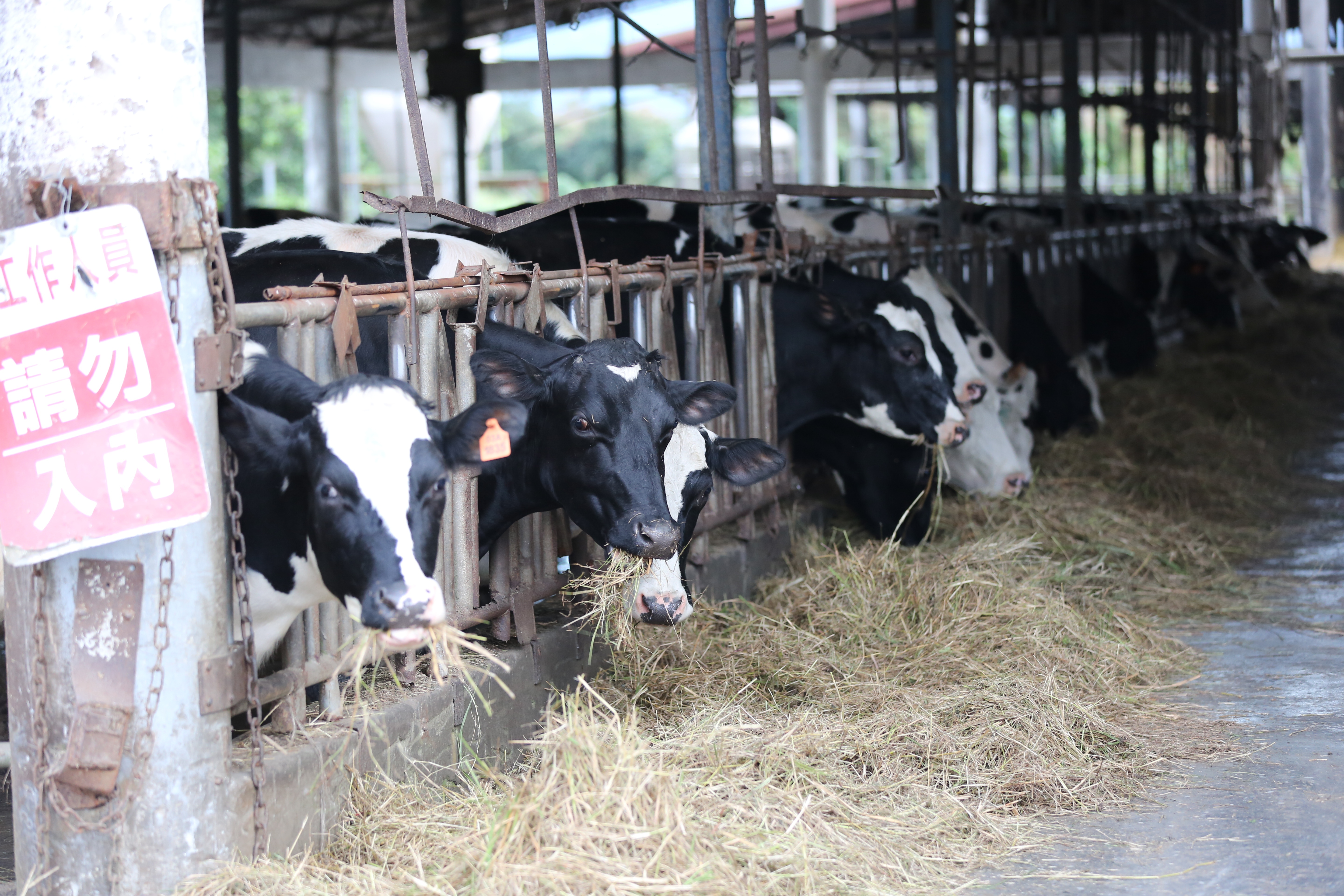兆豐農場飼養的23頭台灣和牛「源興牛」，飼養柵欄區域及牛隻均平安，並未受到地震影響。
