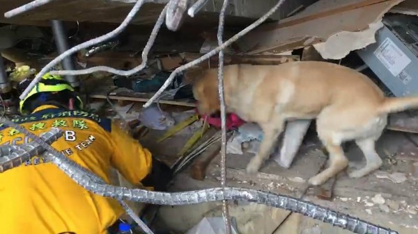 搜救犬「鐵雄」配合生命探測雷達，在現場內來回搜尋。（消防局提供）