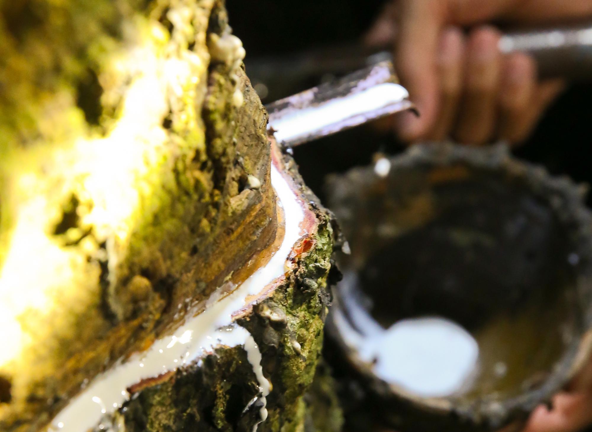 橡膠木是泰國重要的經濟作物,膠水又被稱為「液態白金」。