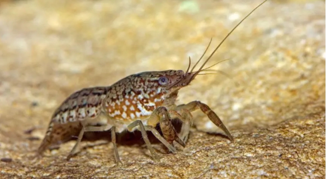 大理石紋小龍蝦。