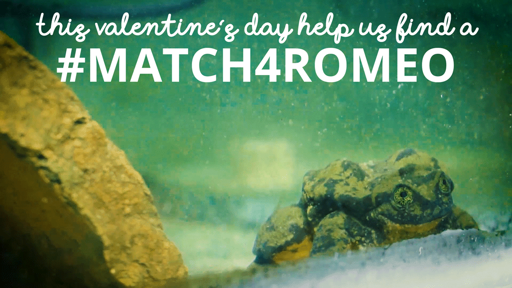 情人節別讓他形單影隻！水蛙「羅密歐」的求偶啟事，出現在知名交友網站上。（網路截圖）