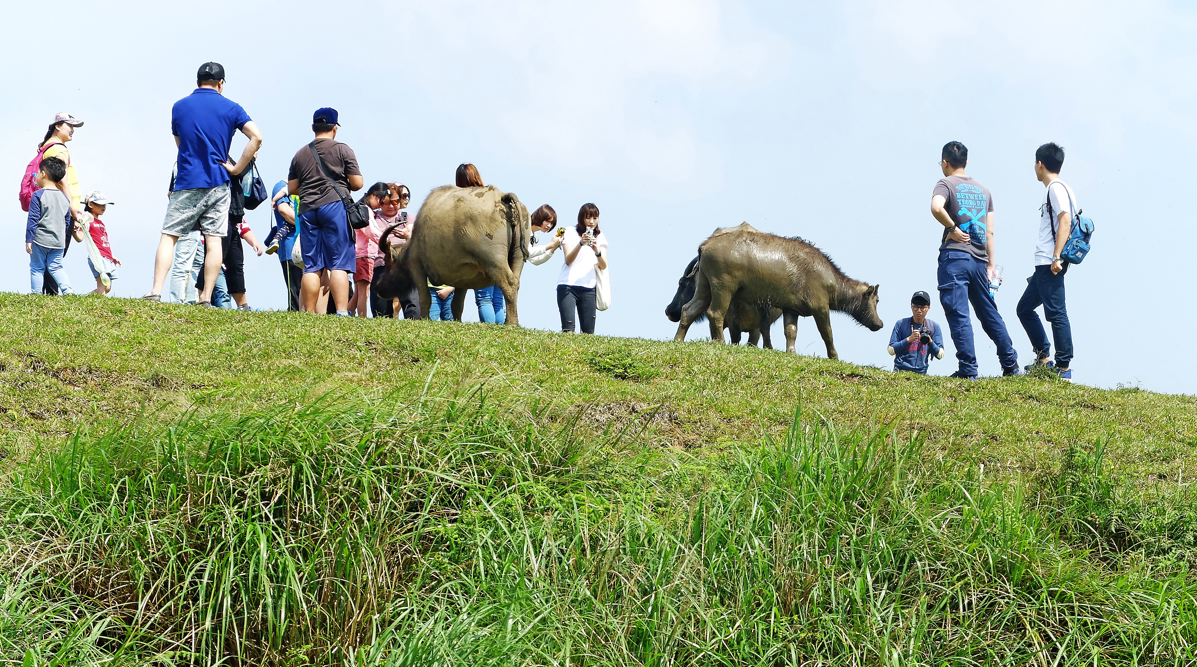 陽明山擎天崗上的野化水牛遭逗弄易發怒而攻擊遊客,陽管處考慮移除牛隻一勞永逸。