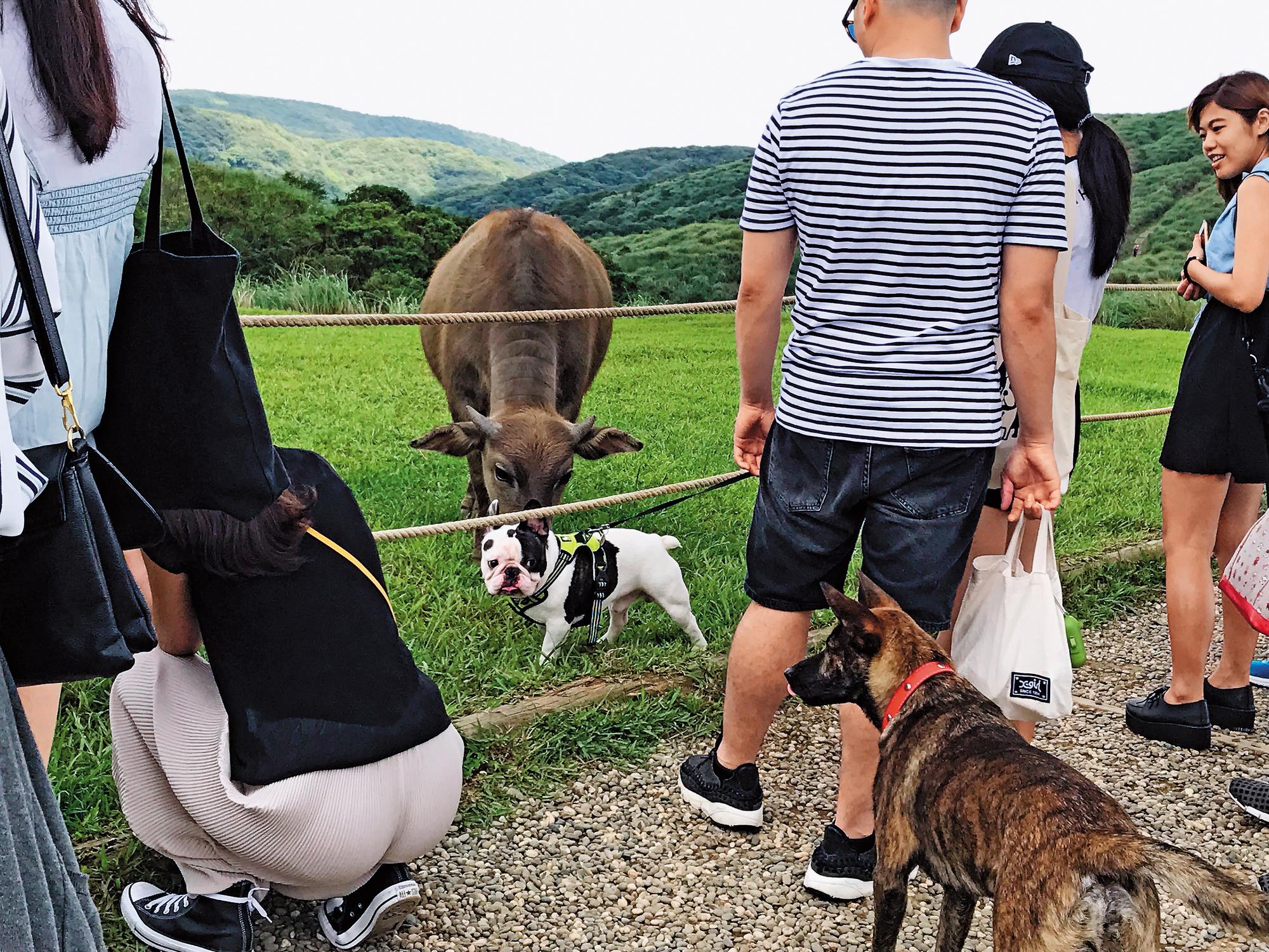 遊客到擎天崗遊憩,有時會攜帶寵物犬上山,若不加狗鍊,易和水牛發生衝突。(華梵大學提供)