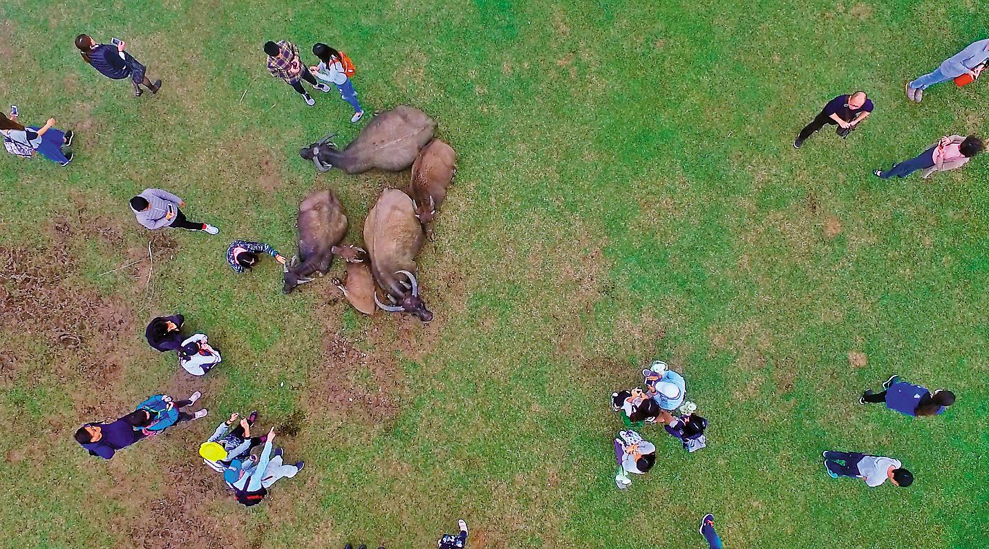 陽管處委託華梵大學研究擎天崗水牛,空拍直擊因為遊客眾多,水牛圍成一圈警戒保護中間的小牛。(華梵大學提供)