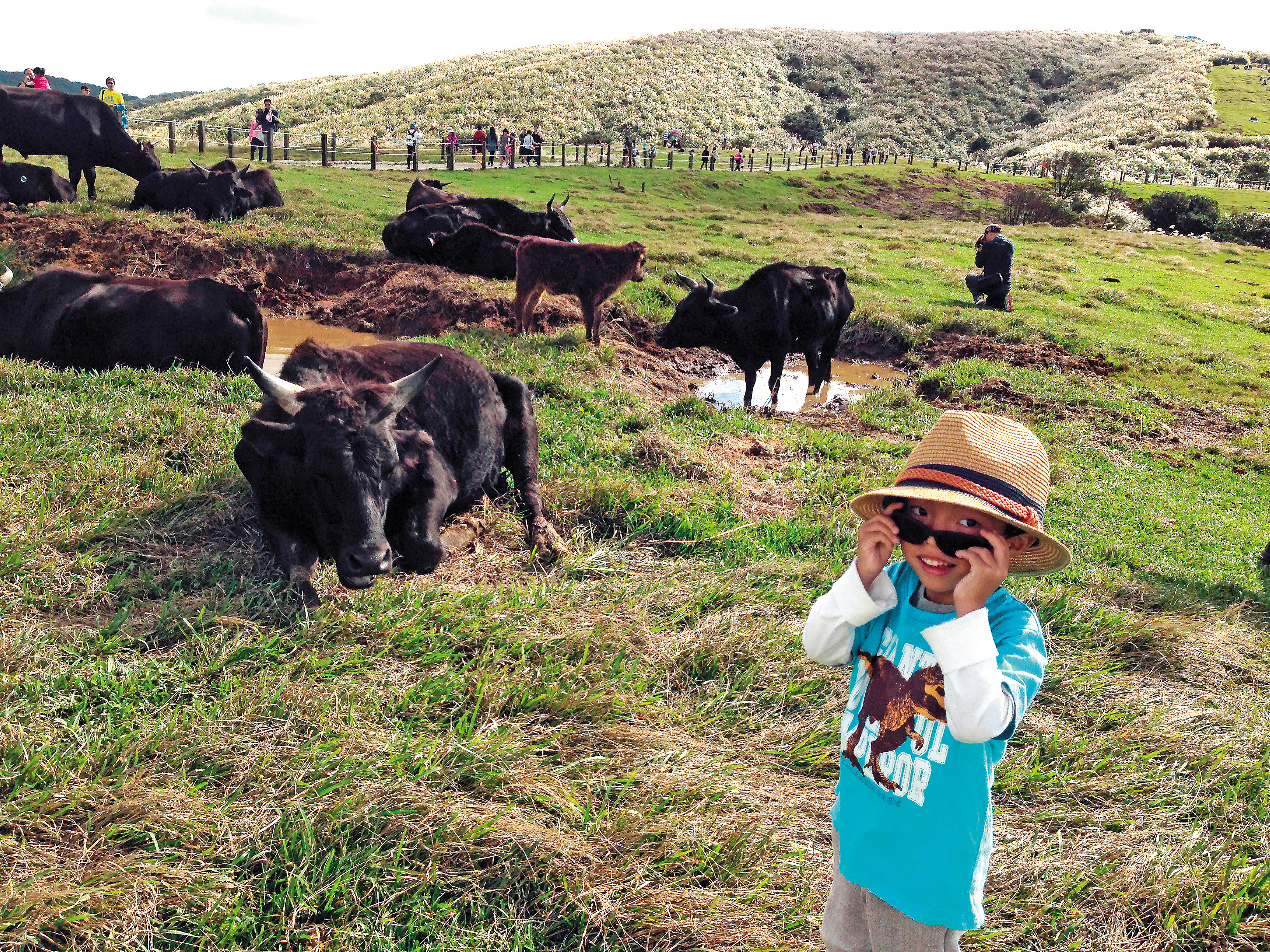 擎天崗牛群原本都是黑毛牛，長期被人飼養相當溫馴，即使小朋友靠近拍照也不會危險。