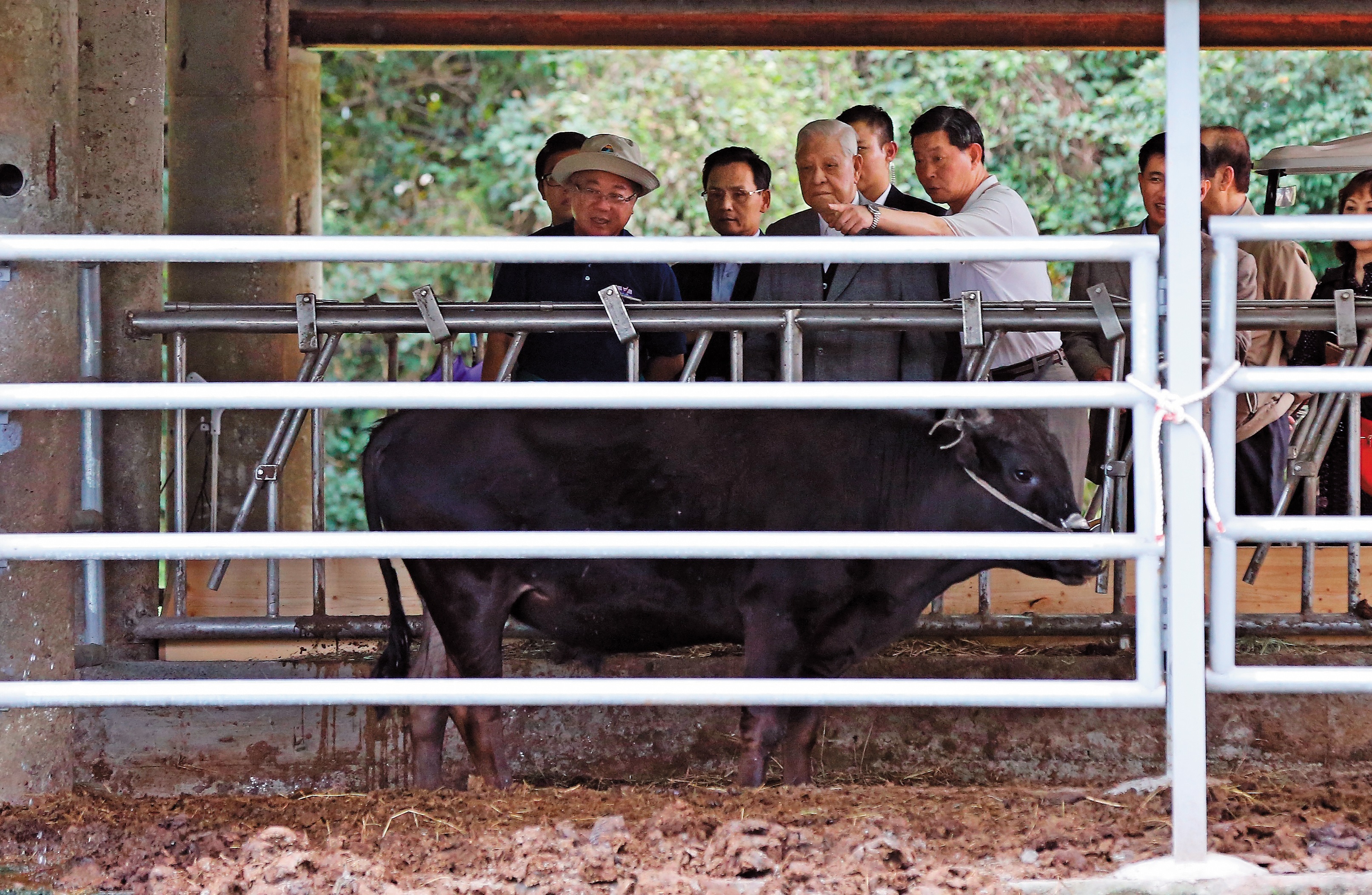 前總統李登輝卸任後依舊忙碌,買下擎天崗的黑毛牛送到花蓮兆豐農場飼養,卻意外引發野生水牛攻擊遊客事件。