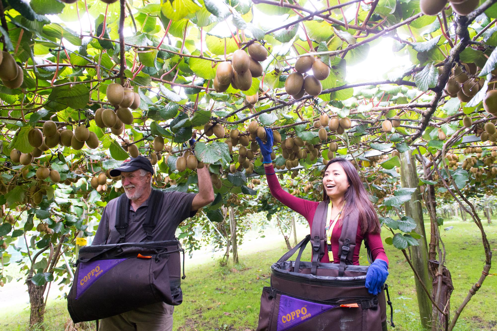 澳洲向來為台灣人打工度假首選，然而卻有台灣人只因表示「台灣不屬於中國」而遭解雇。圖非當事人。