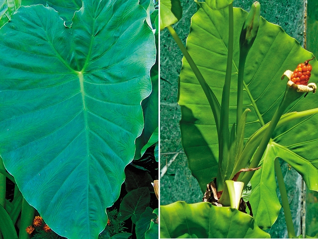 圖左為無毒芋頭葉，圖右為有毒姑婆芋。（翻攝翻攝維基百科、成功大學官網）