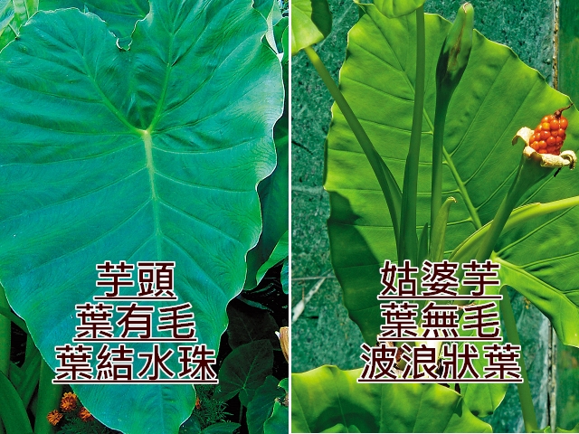 圖左翻攝維基百科,圖右翻攝成功大學官網。