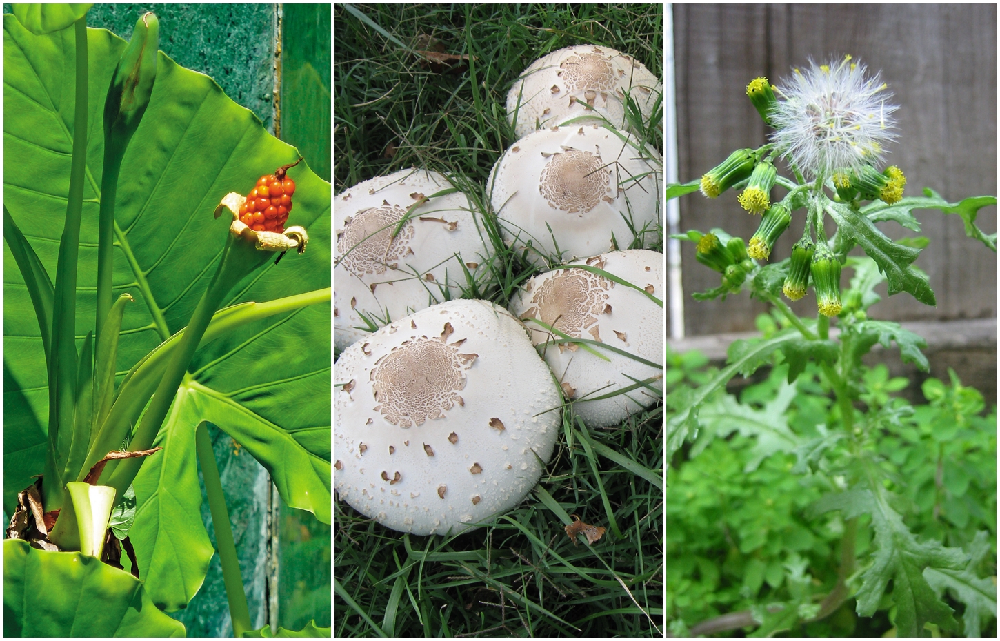 左起為姑婆芋（翻攝成功大學官網）、綠褶菇（翻攝維基百科）、歐洲黃菀（翻攝維基百科）。