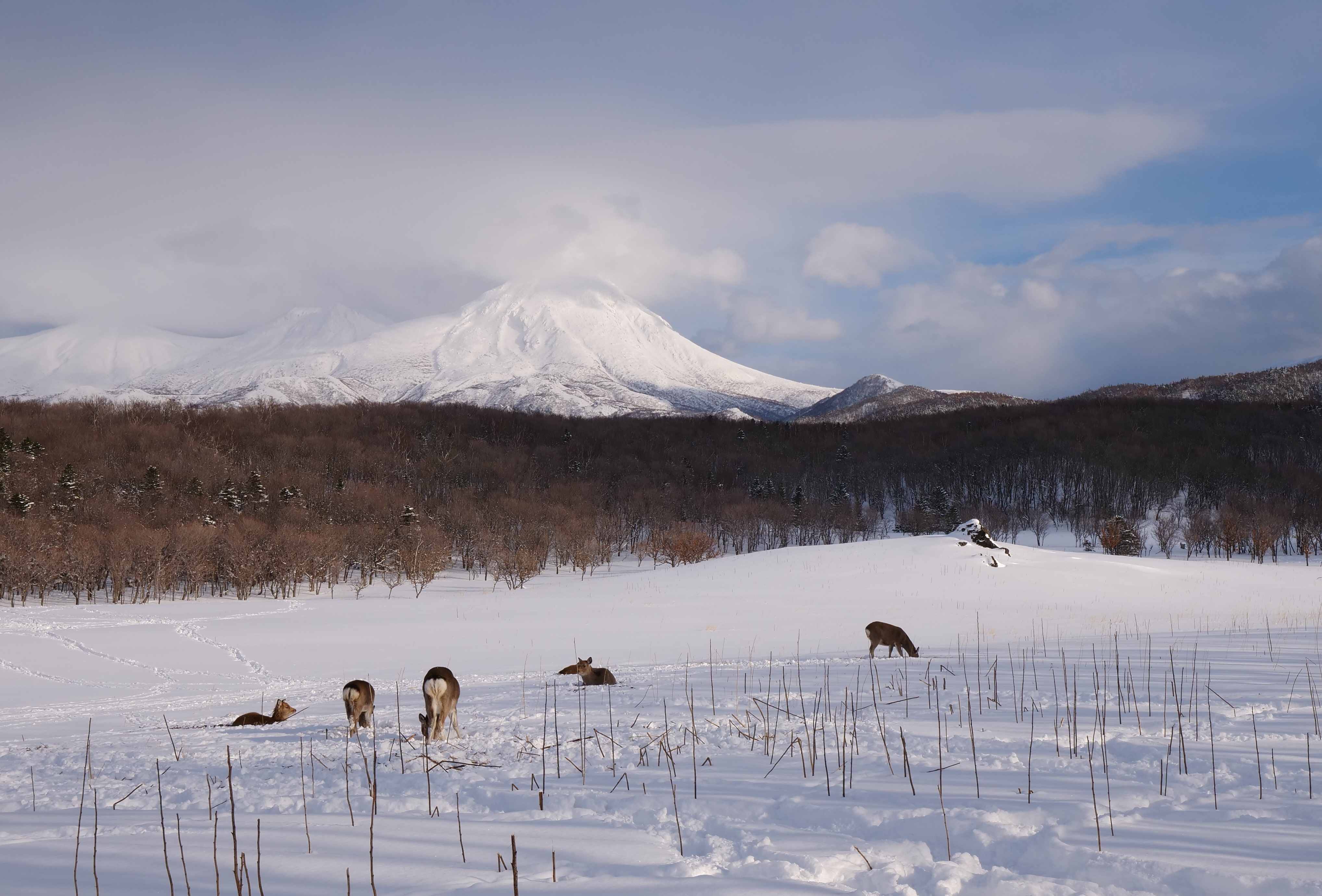 知床連峰下，不怕人的鹿群，自由自在於雪地享用食物。
