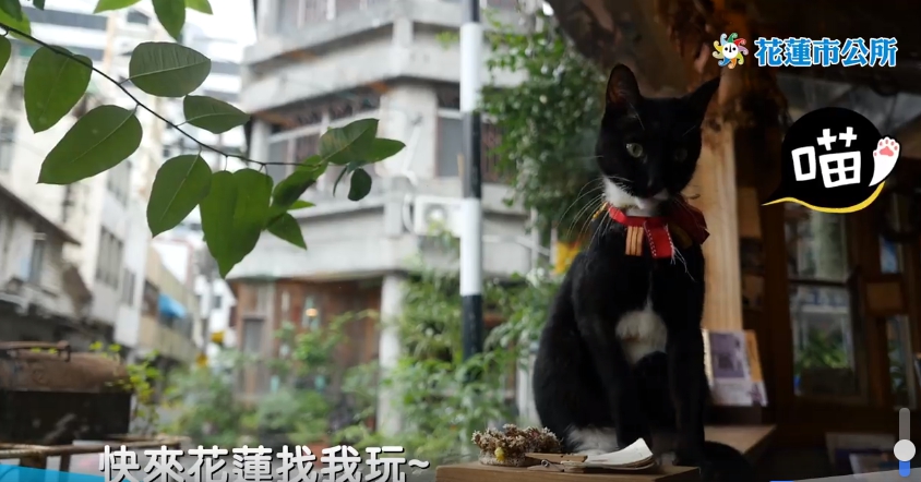 花蓮市公所昨(8日)推出影片,介紹花蓮咖啡館和質感小店,一天內就有1263次分享。(翻攝花蓮市公所粉絲專頁)