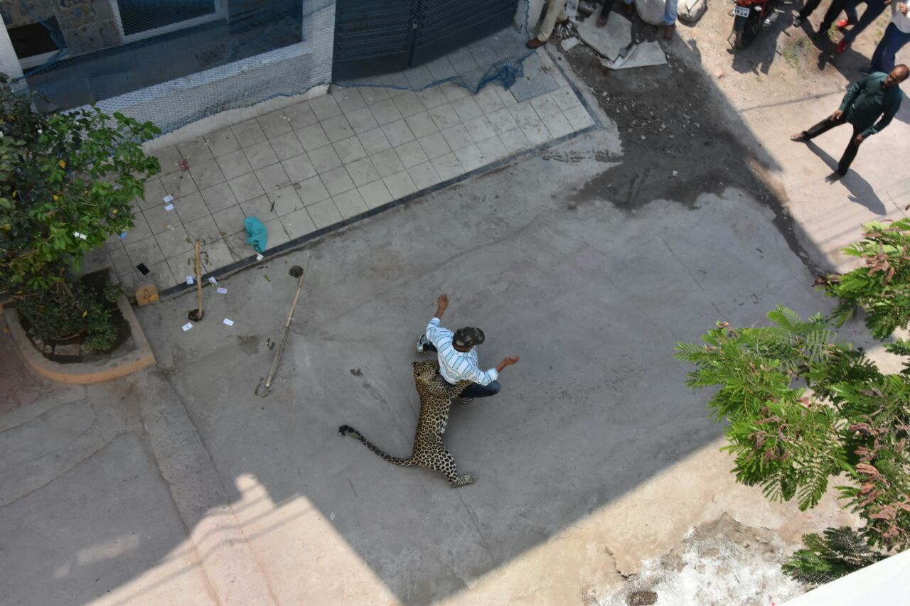 一隻花豹在印多爾市大街上，攻擊獲報前來處理的巡山員。（東方IC）