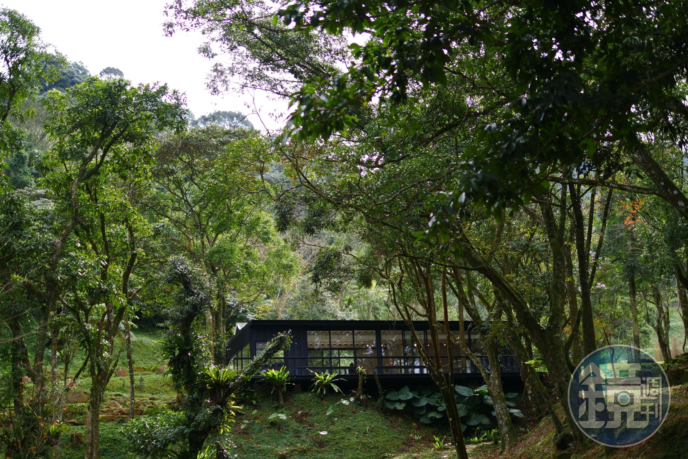 「熊空茶園」去年底開幕的咖啡館，置身在一片綠林之中。