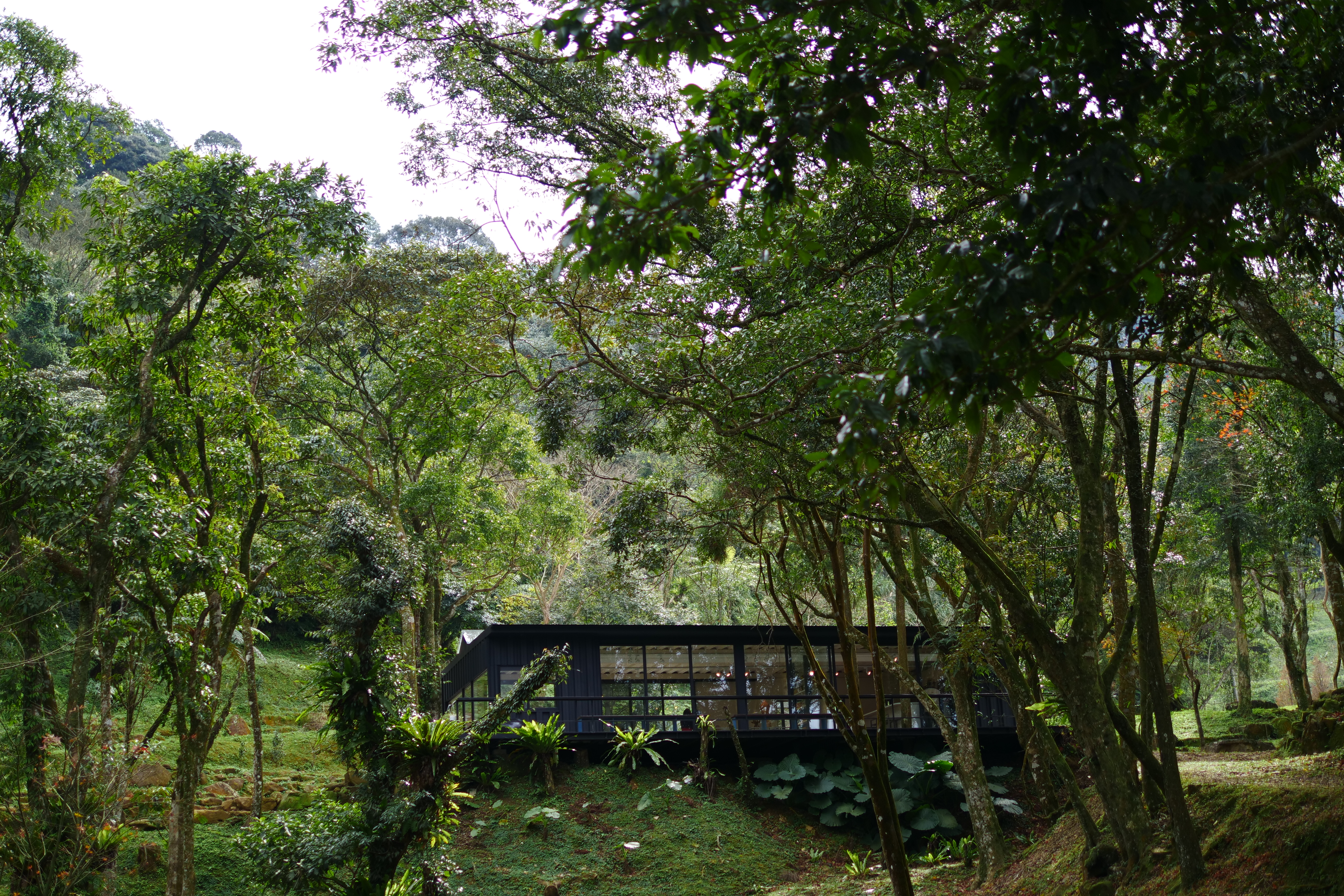 「熊空茶園」去年底開幕的咖啡館，置身在一片綠林之中。