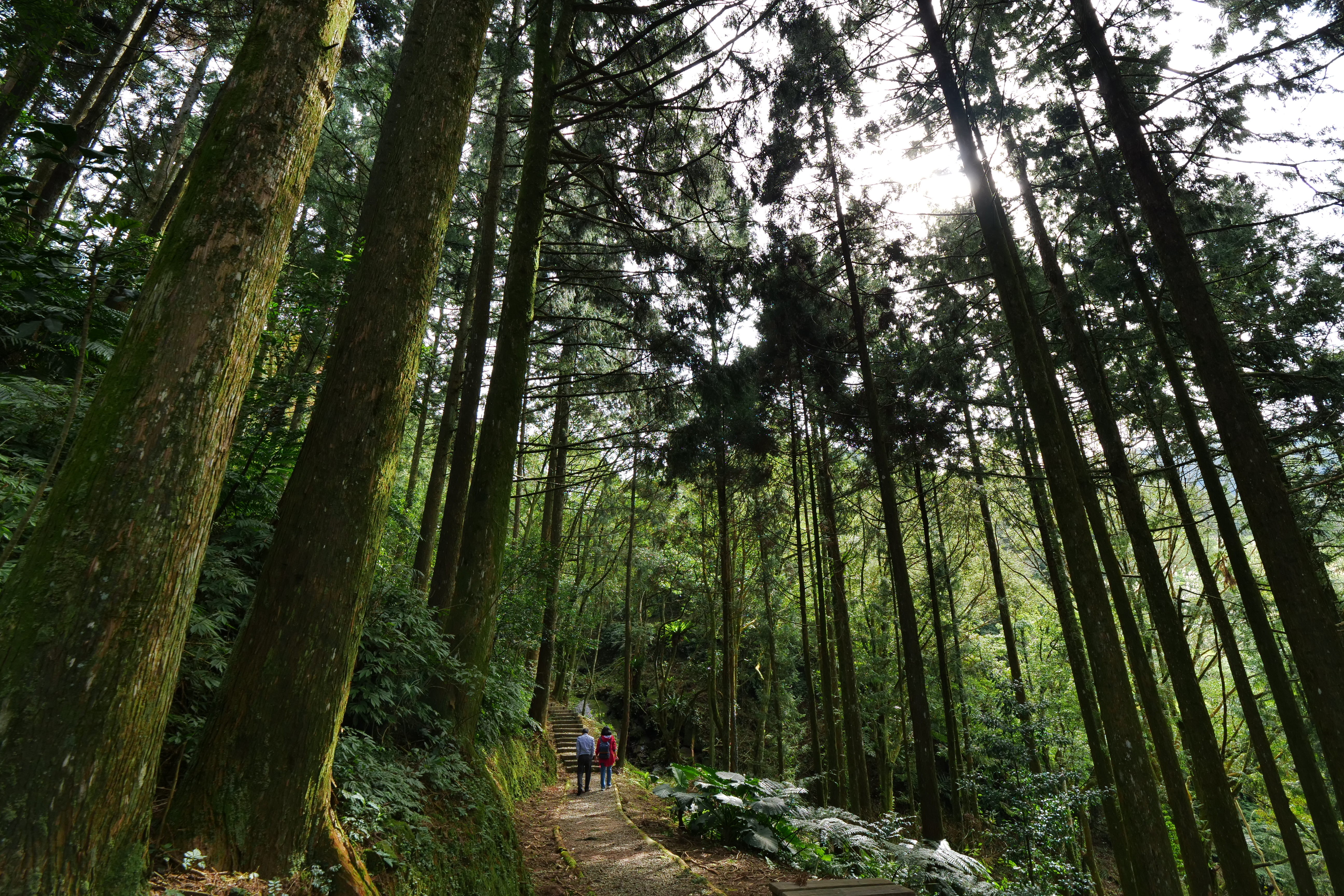 「熊空茶園」園區腹地達上百公頃，裡有數條森林步道。