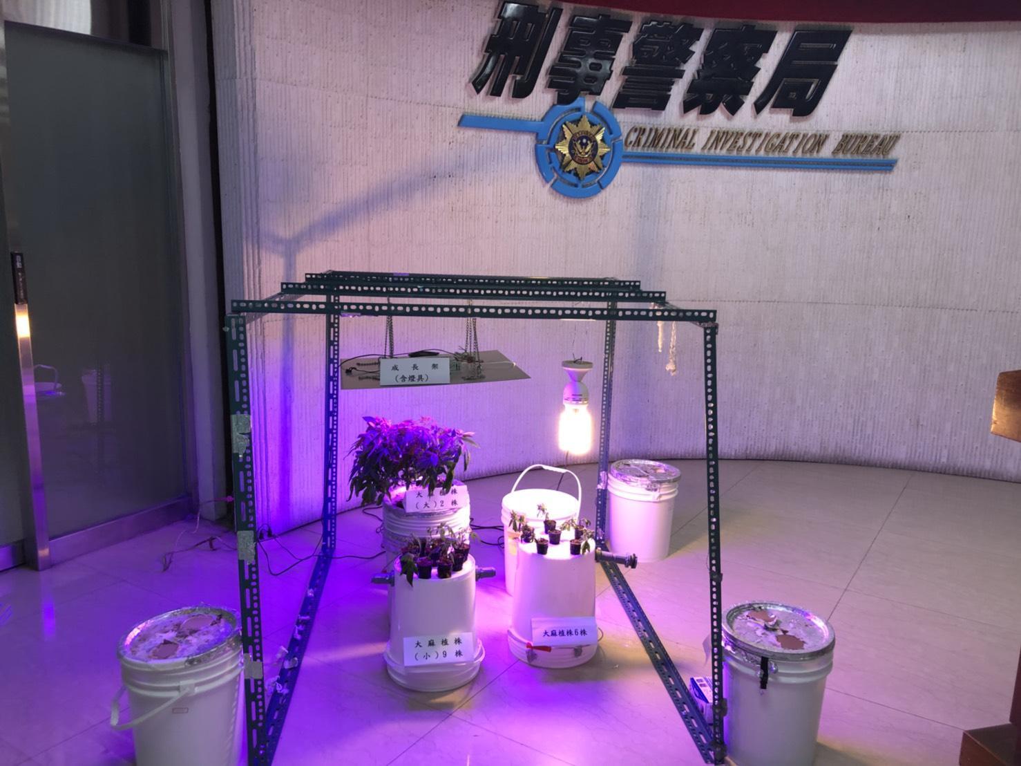 陳嫌以溫室水耕法栽種大麻。（刑事局提供）