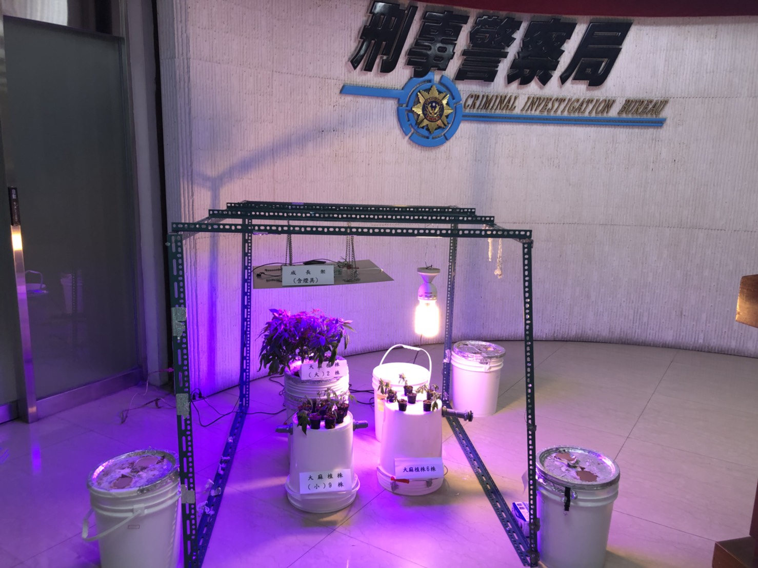 陳嫌以溫室水耕法栽種大麻。（刑事局提供）