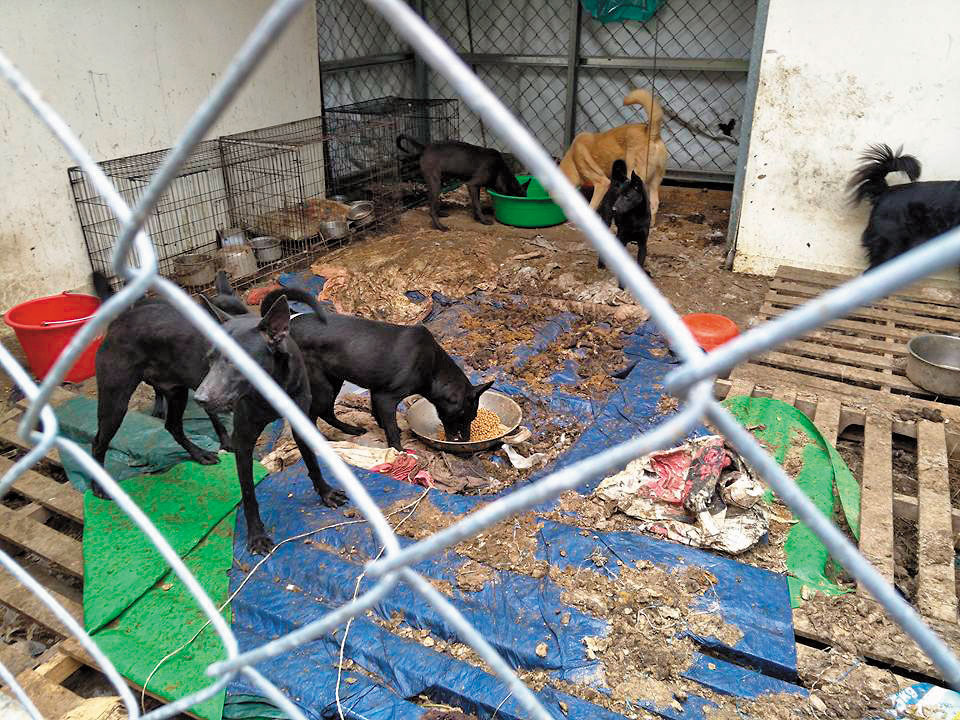南投草屯狗園環境不佳，狗在雜物、糞便上覓食。
