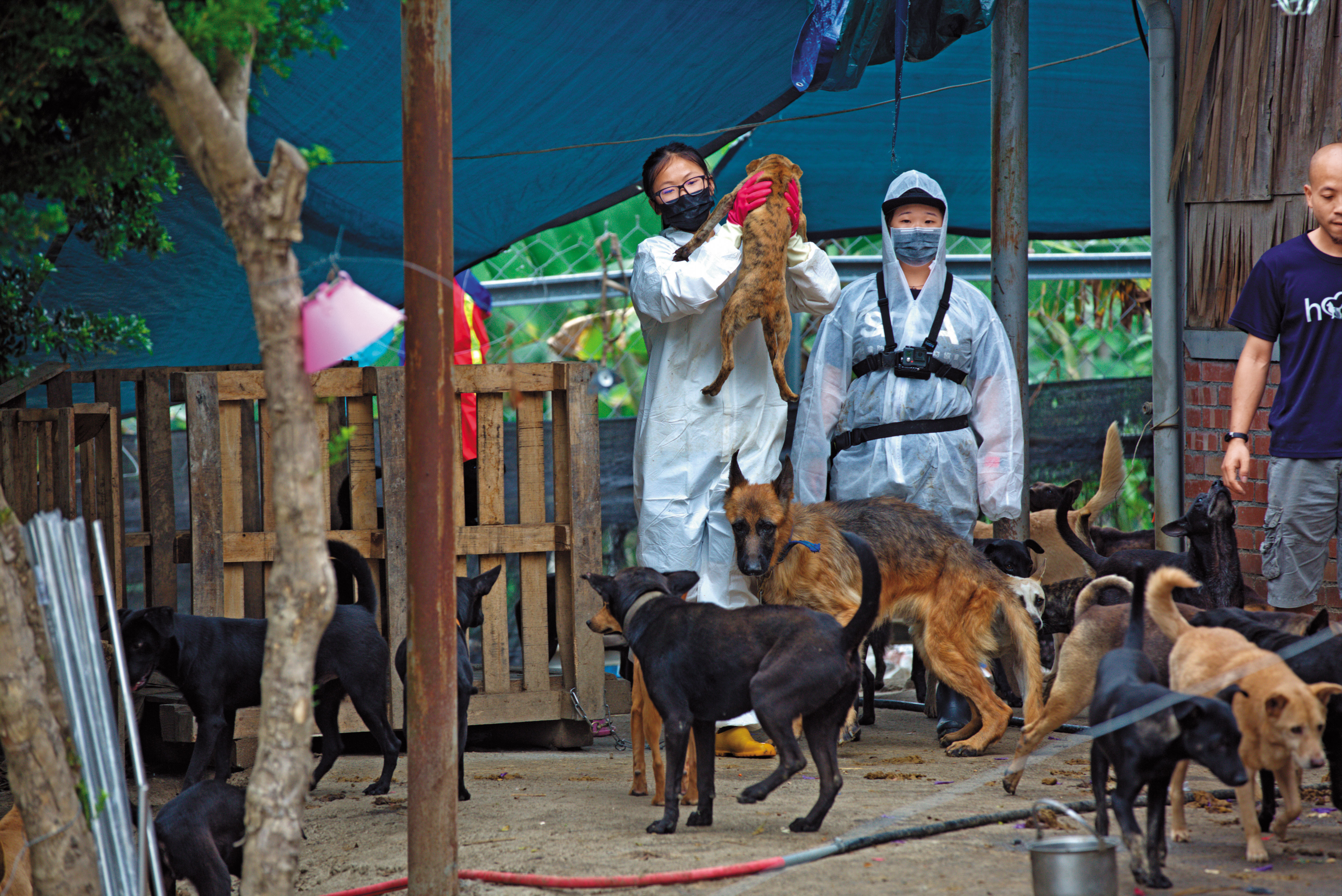 得知南投狗園狀況悽慘，多名動保志工投身救援狗群。