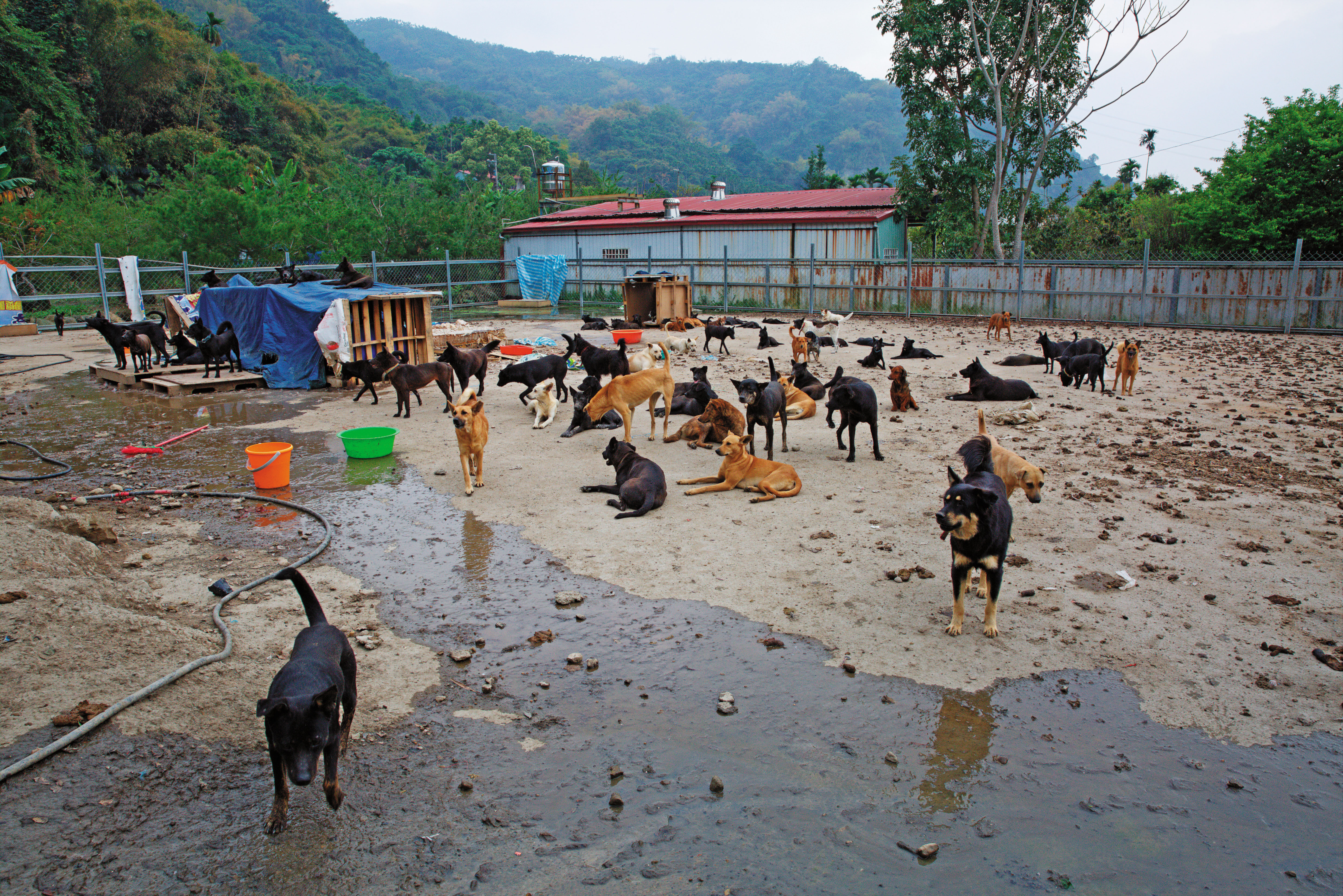 南投草屯狗園的狗群過度繁殖，滿地狗糞和惡臭環境讓人作嘔。