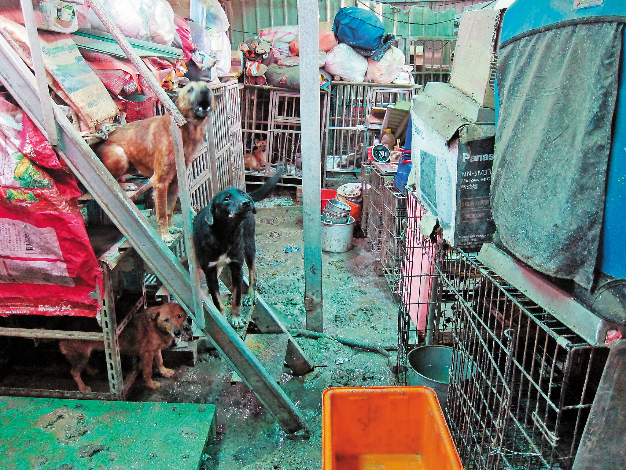 淡水狗園的狗擠在狹窄的環境中，健康狀況堪慮。（翻攝畫面）