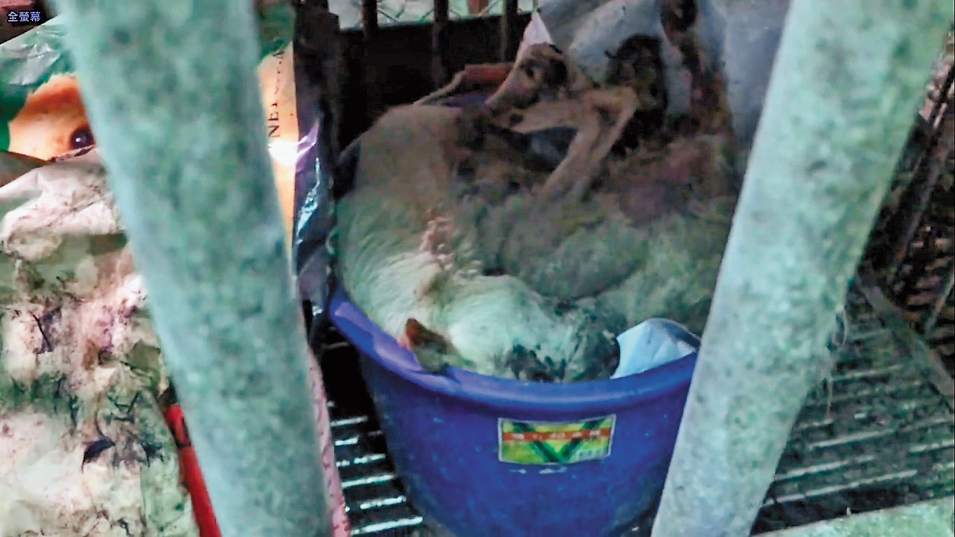 淡水狗園內發現的30具狗屍，被人堆放在水桶內。（翻攝畫面）