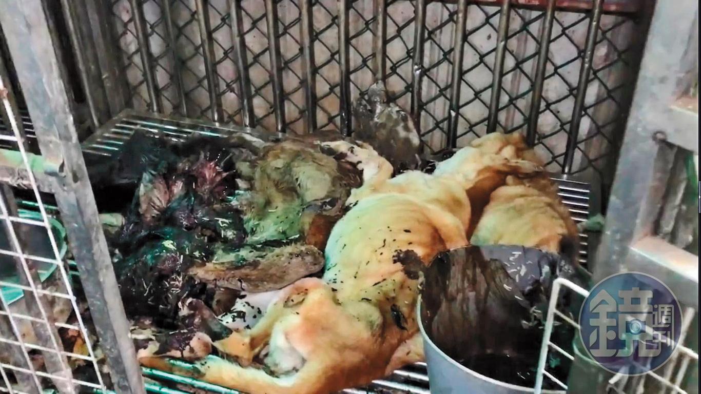 淡水狗園的狗籠內,被動保志工發現長蛆的狗屍。(讀者提供)