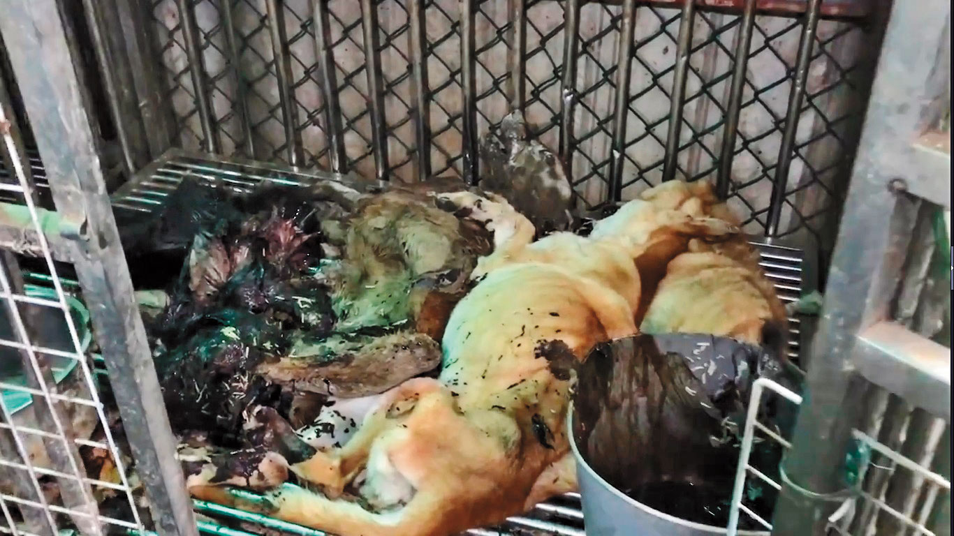 淡水狗園的狗籠內，被動保志工發現長蛆的狗屍。（讀者提供）