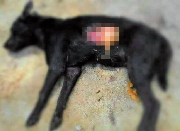 南投狗園的狗遭同伴啃咬，內臟和骨頭外露死亡。 （翻攝畫面）
