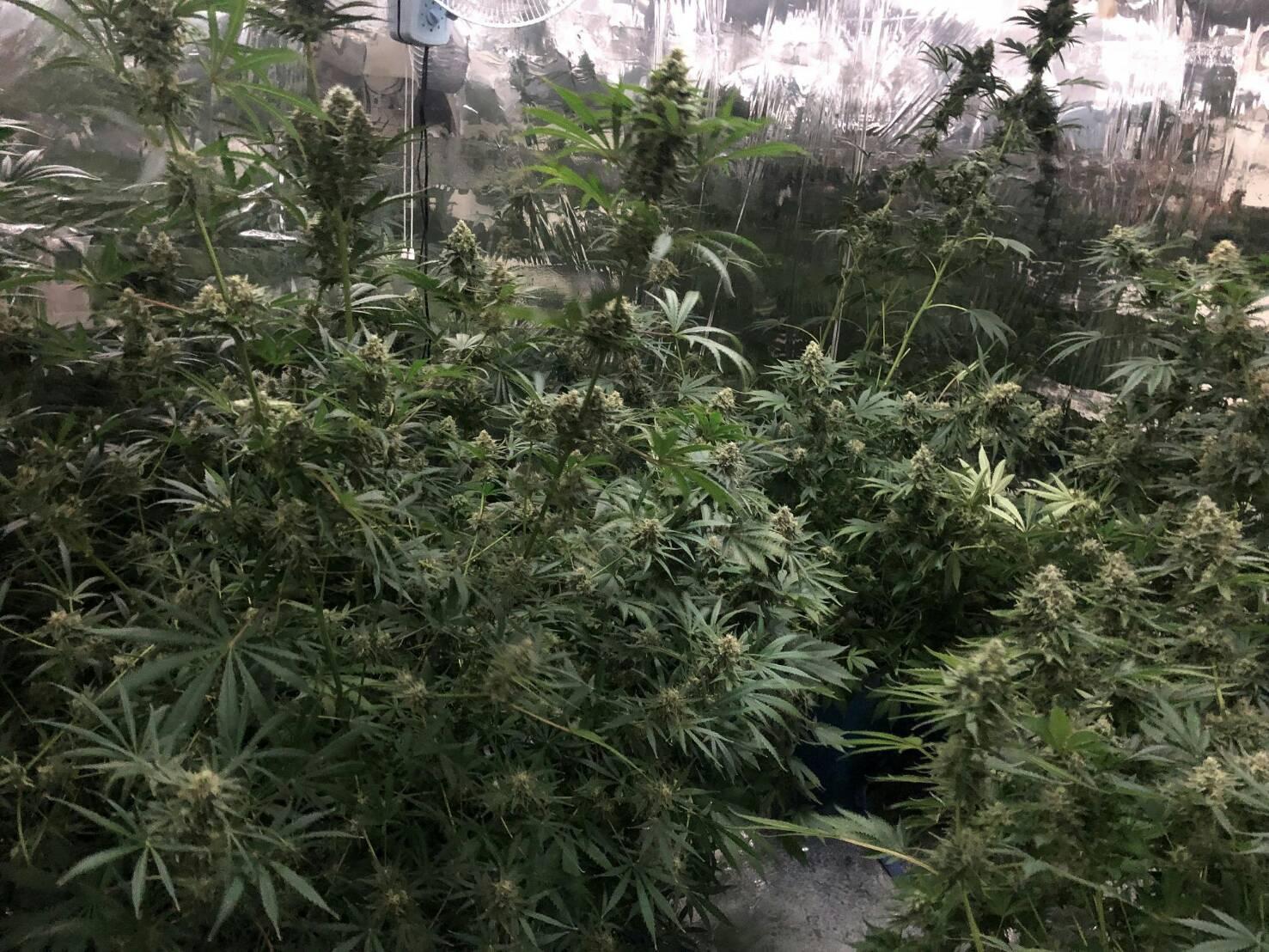 林姓嫌犯在自家透天厝2樓栽種大麻，以專業的水耕方式種植，品質與收成數量都優於一般水平。（警方提供）