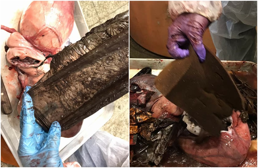 上週3隻虎鯨高雄擱淺過世，經解剖後發現胃部充滿人為垃圾。（翻攝成大海洋生物及鯨豚研究中心臉書）