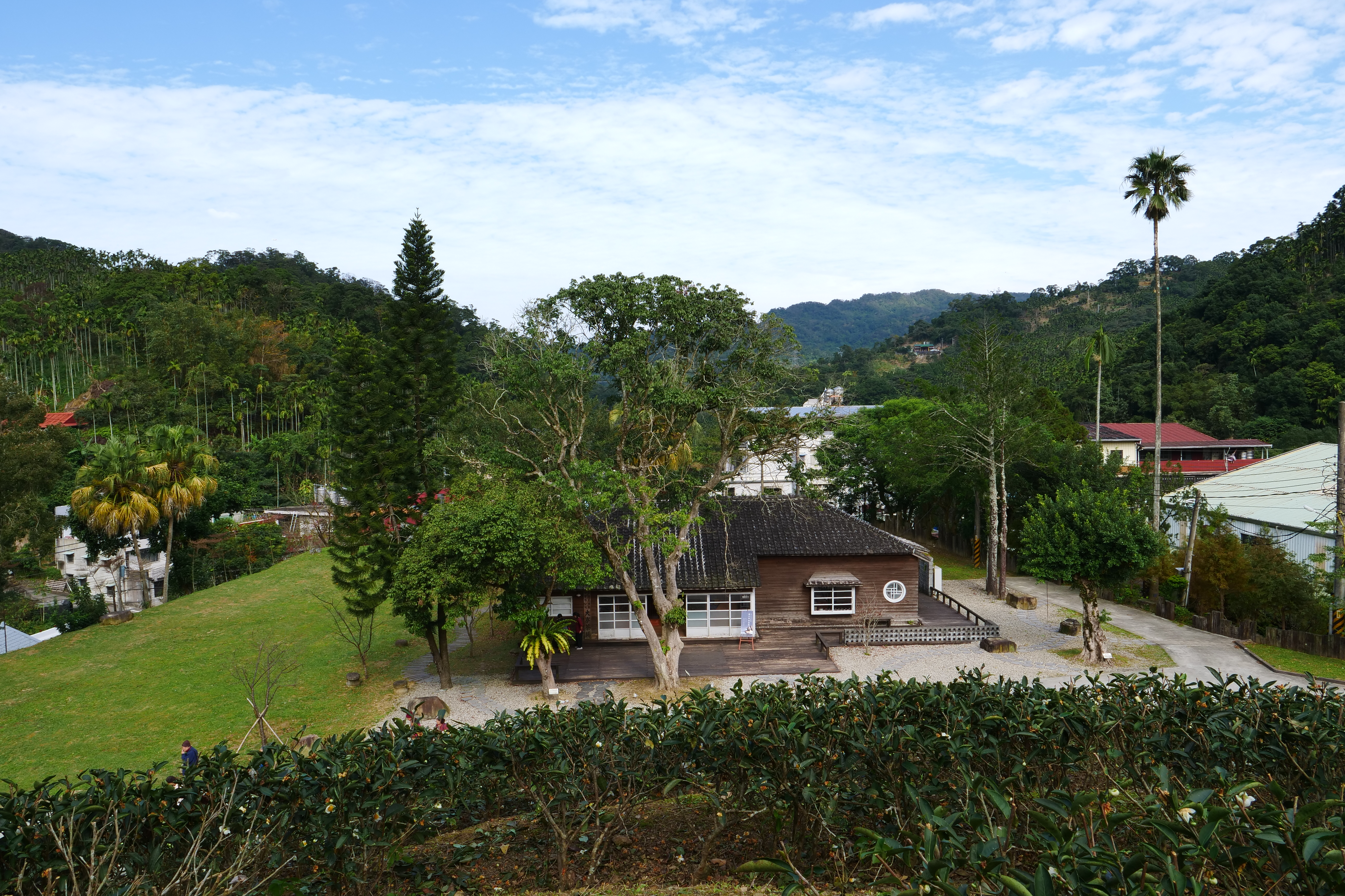 從後方茶園可以俯瞰整棟「大寮茶文館」建築與屋前的百年荔枝樹。