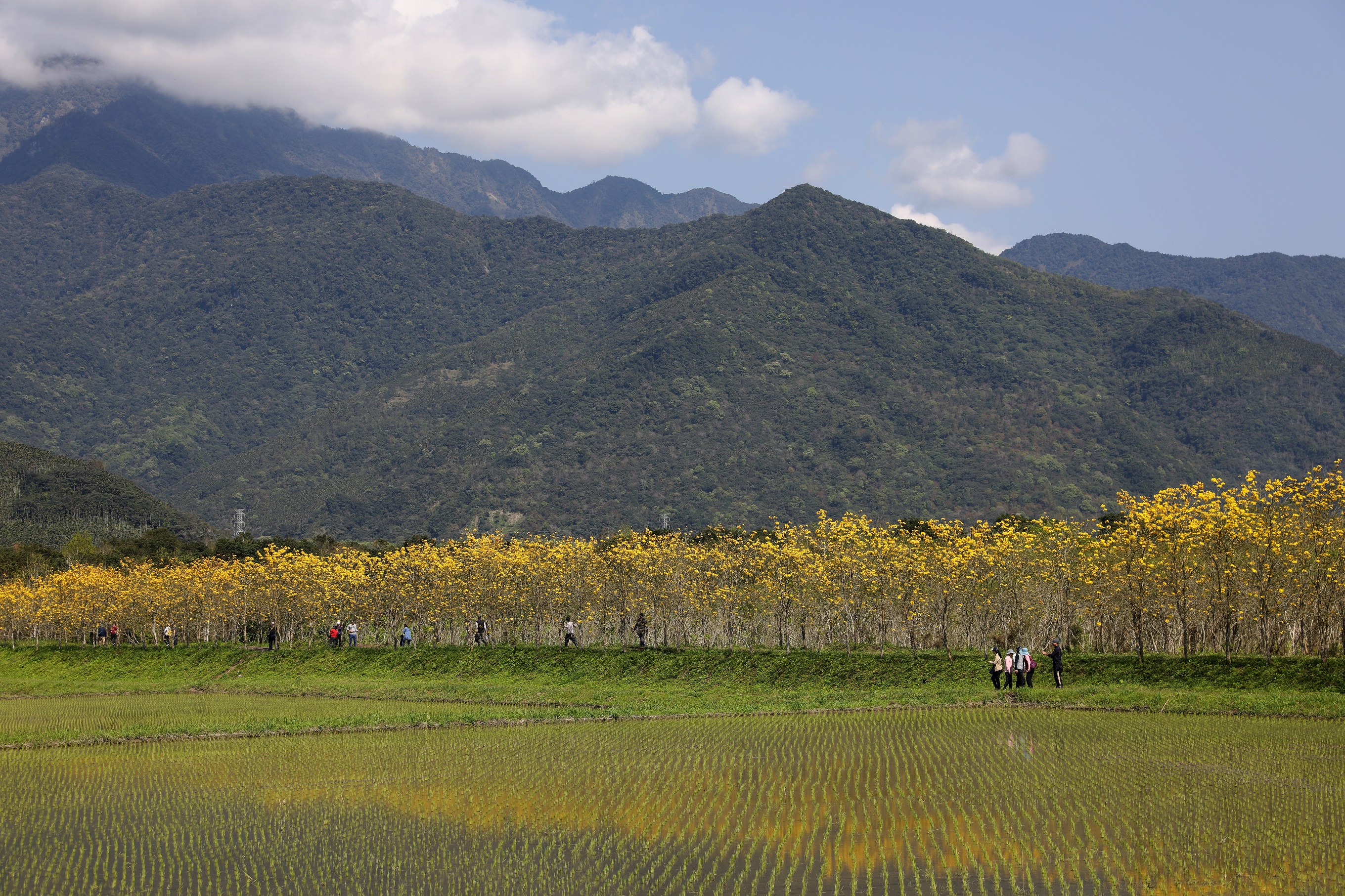 長達3、4百公尺的黃金風鈴木倒映在水田，十分美麗。