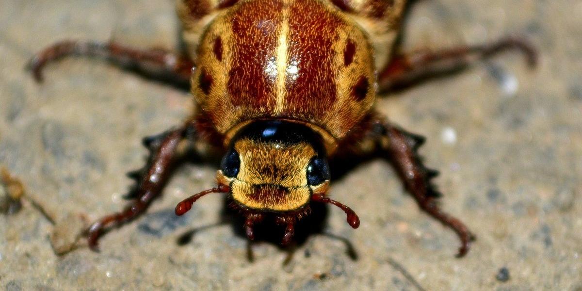 透過模仿蟑螂運動軌跡 機器人變更強!