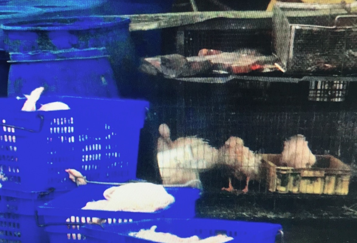 雲林地檢署查出黑心禽流感偽藥，製作血清的工廠骯髒不堪、禽類動物血水四流，製作血清的禽鳥也患有多樣病症。