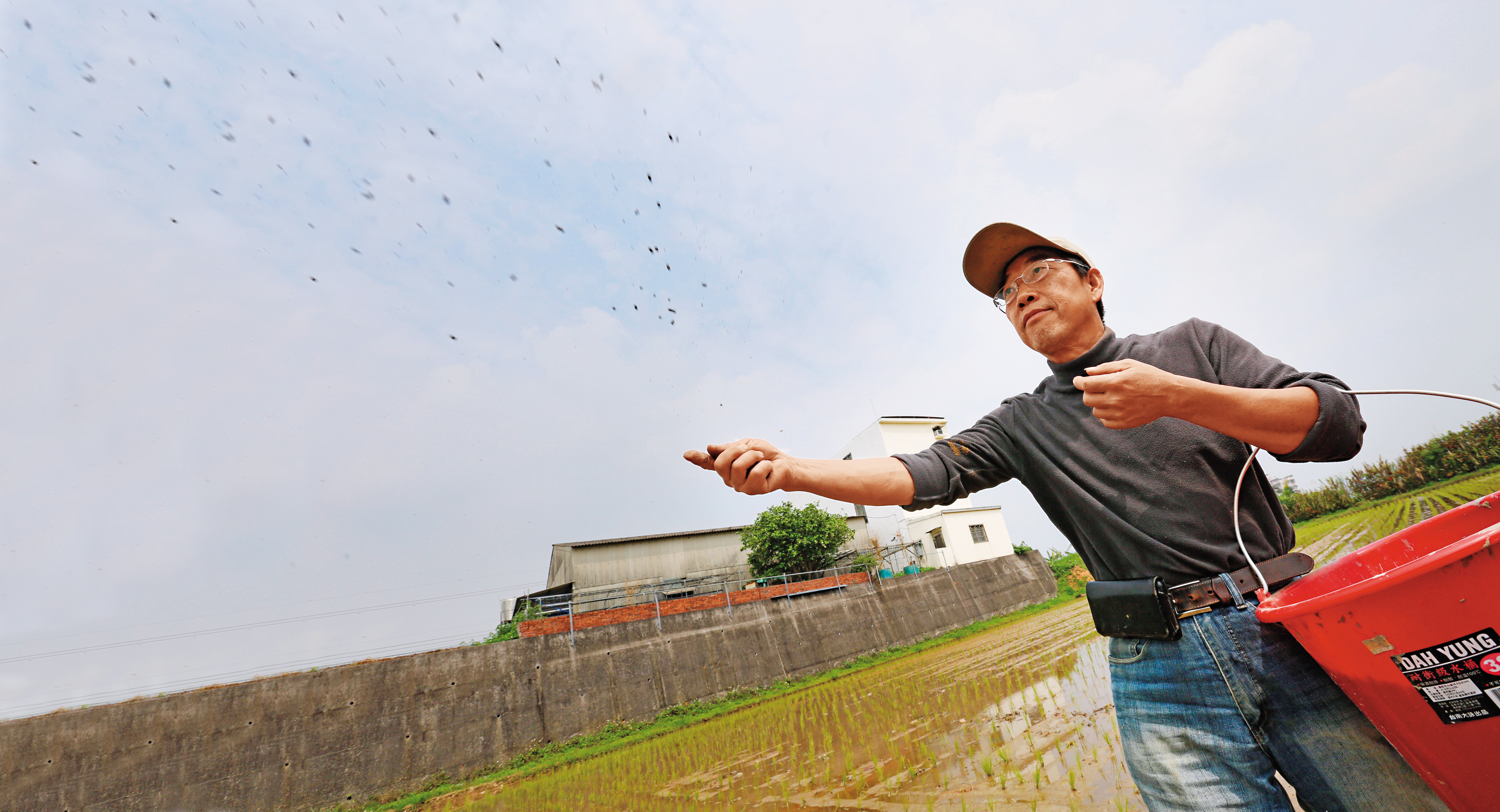 莊正燈撒的是有機肥,他說撒肥料的訣竅由父親所授。