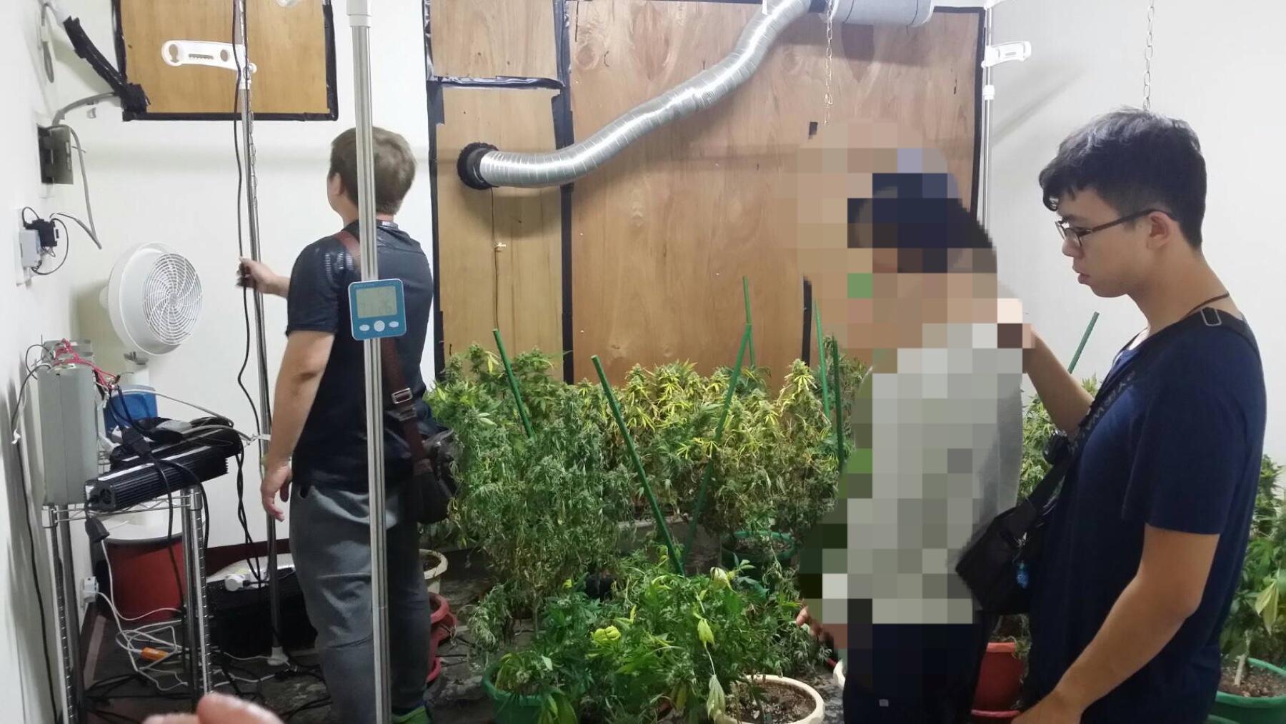 警方在蔡嫌住處查扣80株大麻。(警方提供)
