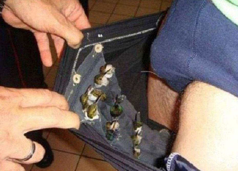 一名荷蘭籍男子走私蜂鳥到非洲，將小鳥們藏在褲子裡闖關。