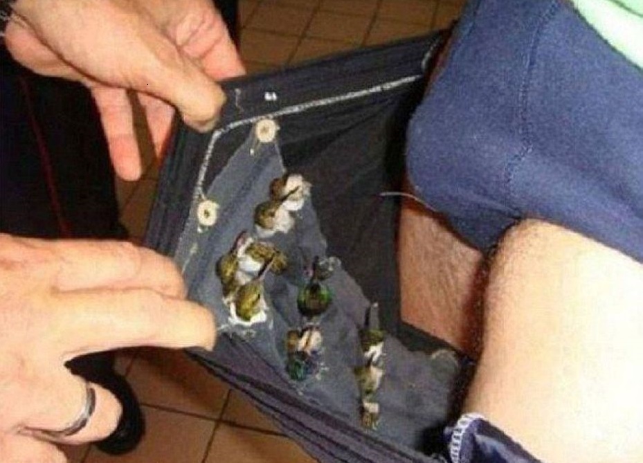 一名荷蘭籍男子走私蜂鳥到非洲，將小鳥們藏在褲子裡闖關。