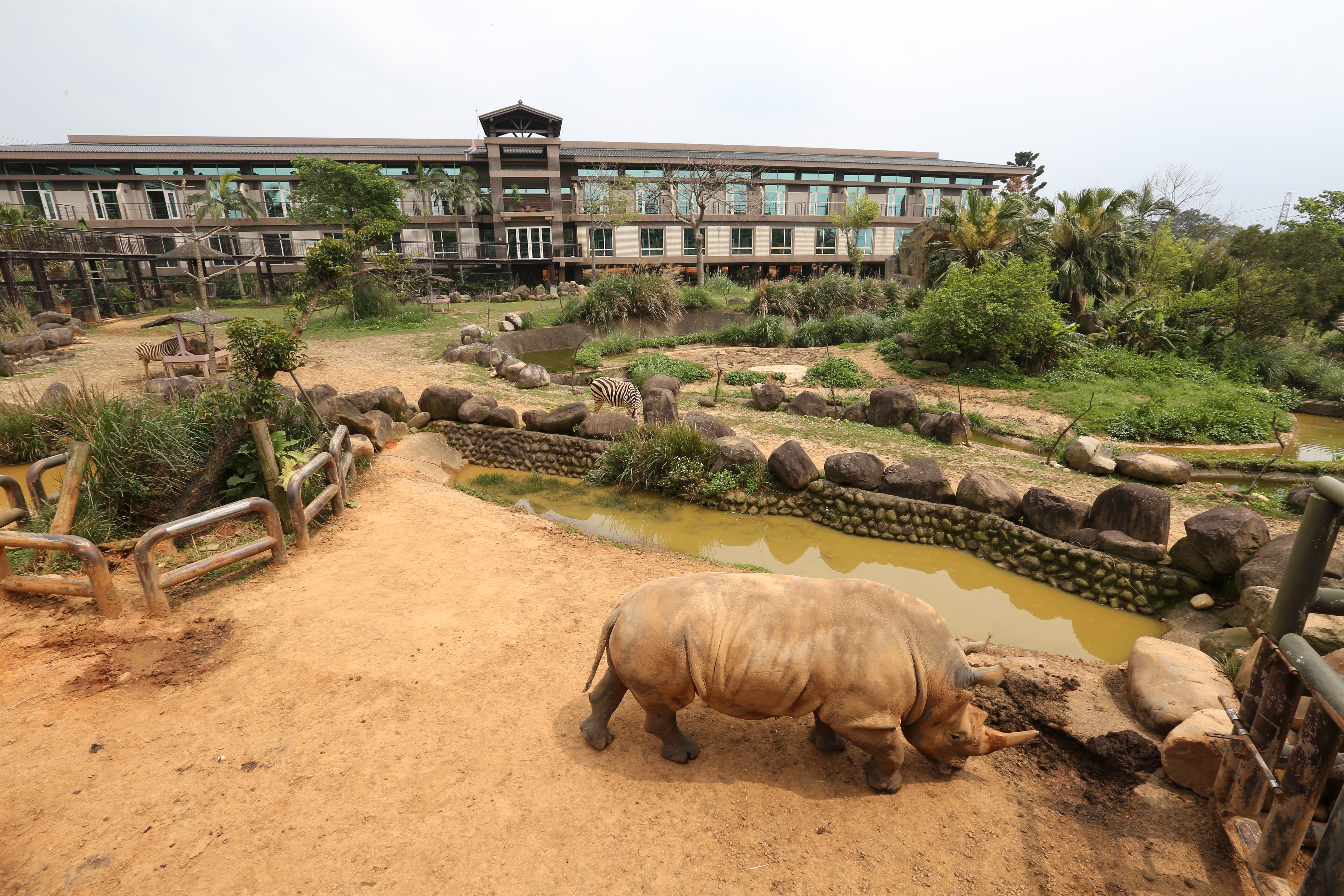 六福集團創辦人當年赴日本取經，在新竹開設六福村野生動物園，讓民眾可以近距離接觸動物。