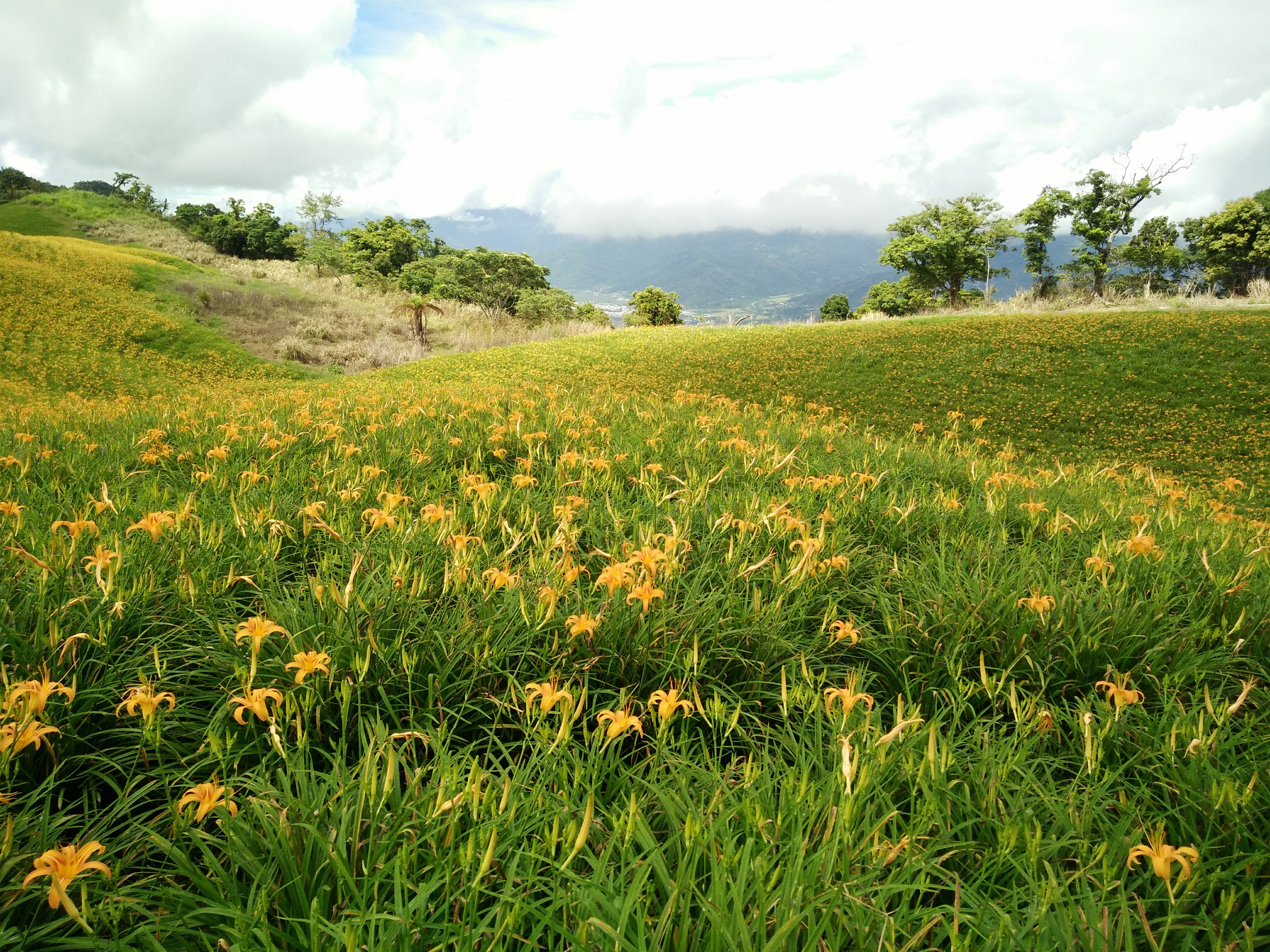 花蓮赤科山（赤柯山）及六十石山，每年8月都會湧入大量遊客賞金針花。（讀者提供）