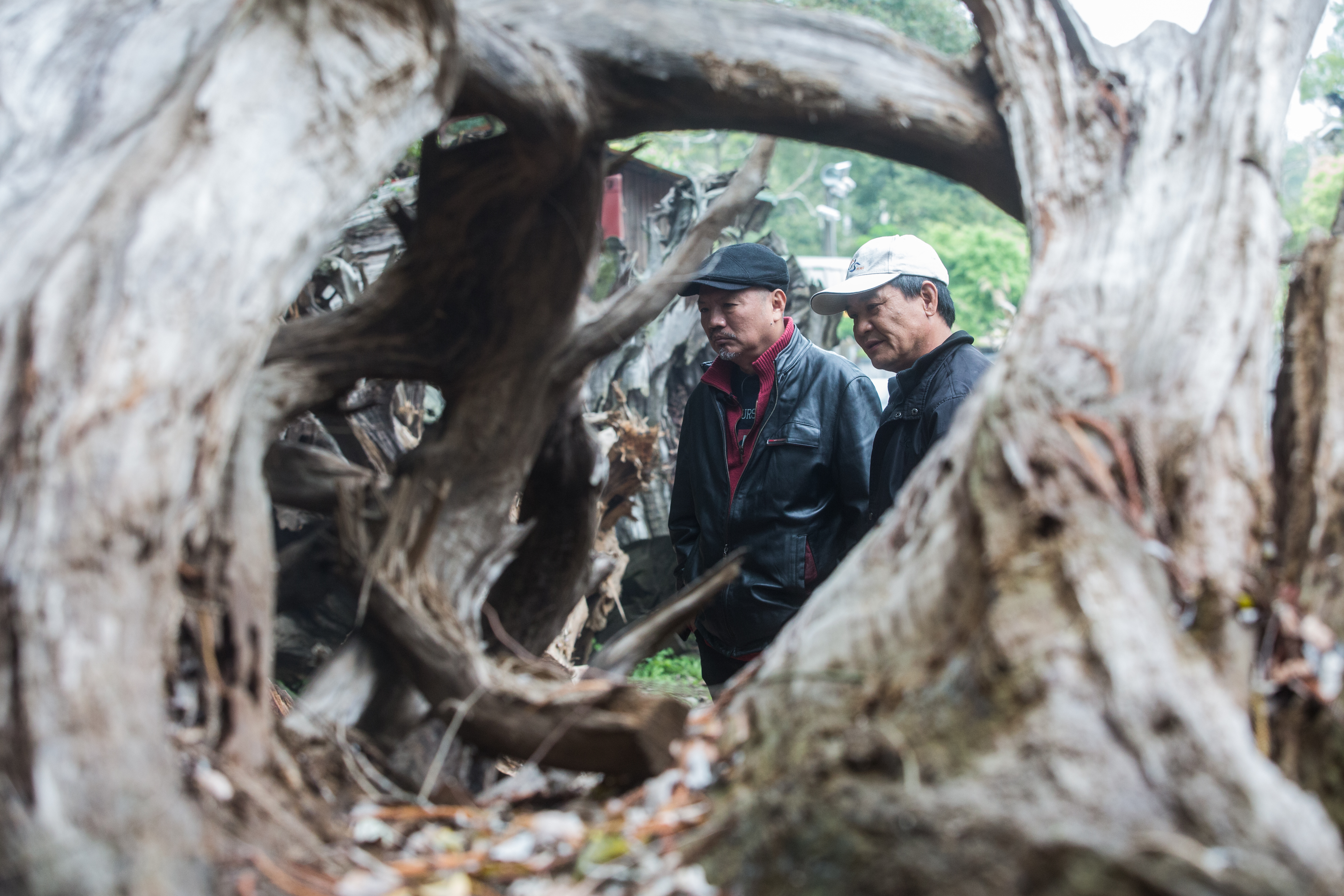 梁平正（左）回到苗栗三義和木材商一起選看木材原料。