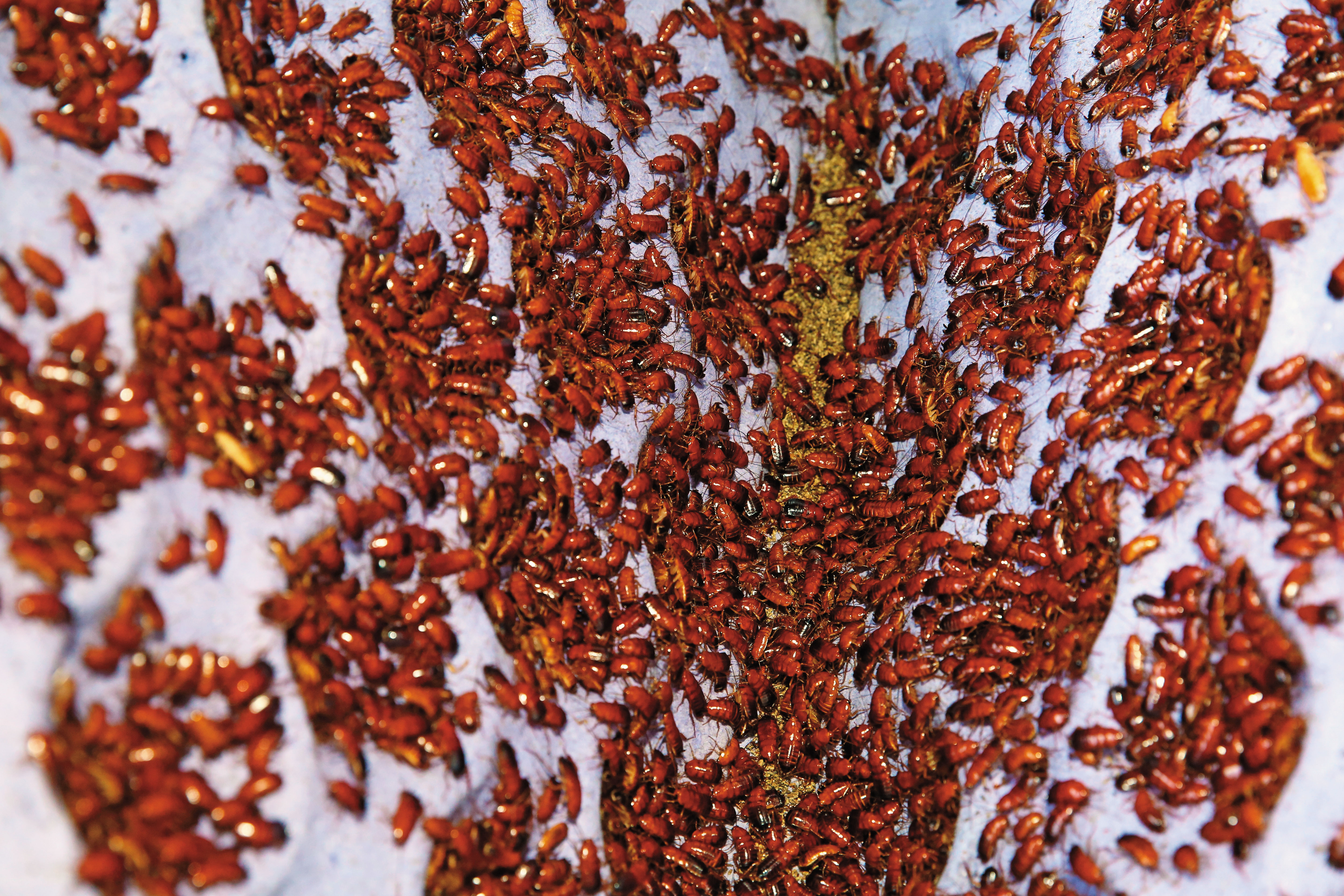 蟑螂是一般人家中的害蟲，卻是謝瑋晏眼中的金雞母。