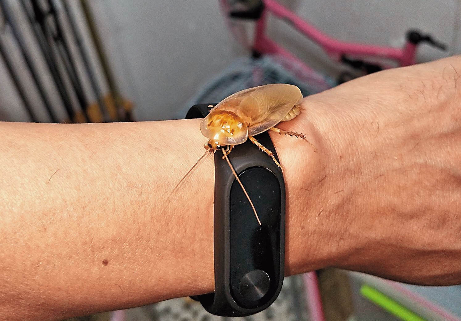 謝瑋晏偶然培育出黃金蟑螂，立刻被玩家以1隻5,000元收購。